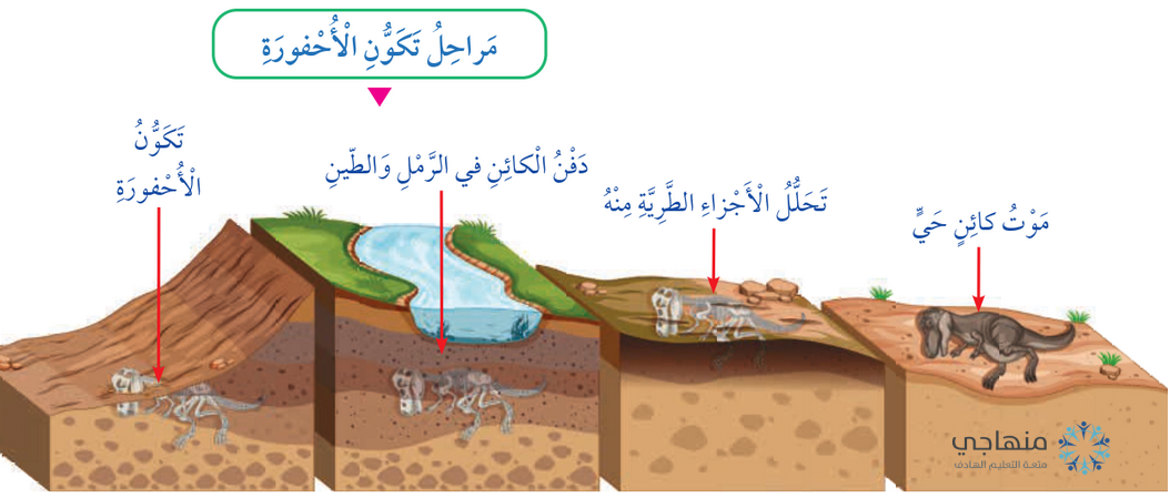 مراحل تكون الأحفورة